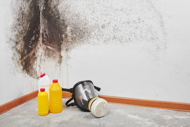 Best Mold Testing  in Boulder City, NV
