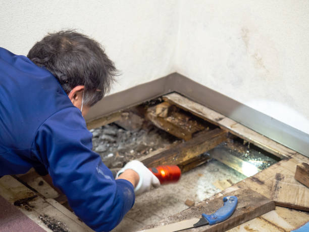Best Professional Mold Removal  in Boulder City, NV