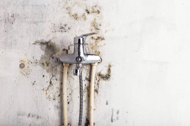 Best Fast Mold Removal  in Boulder City, NV