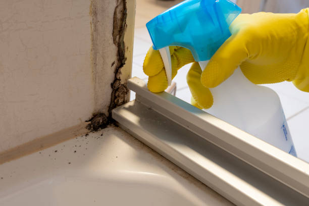 Best Local Mold Removal Service  in Boulder City, NV