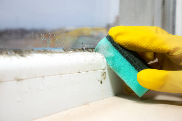 Certified Mold Removal in Boulder City, NV