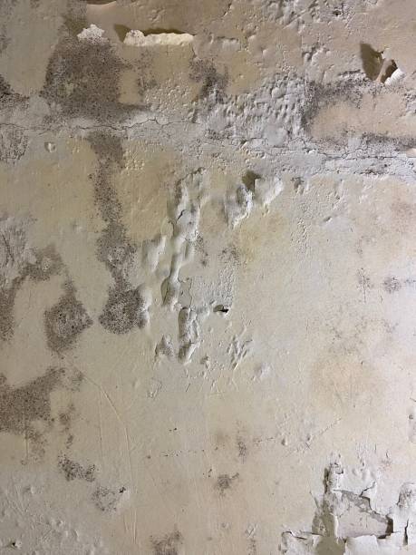 Trusted Boulder City, NV Mold Removal Experts