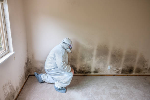 Best Black Mold Removal  in Boulder City, NV