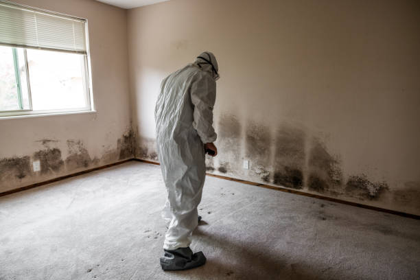 Best Local Mold Removal Service  in Boulder City, NV