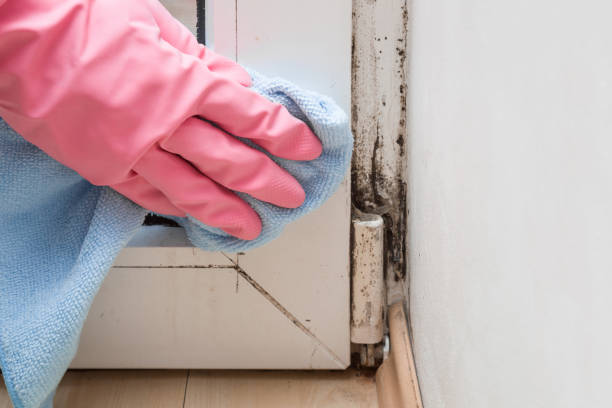 Best Residential Mold Removal  in Boulder City, NV